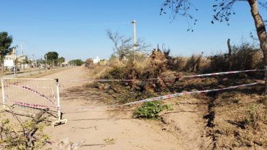 Árboles destruidos en el camino al Cementerio de Monte Cristo