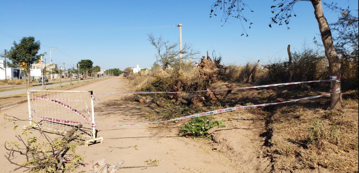 Árboles destruidos en el camino al Cementerio de Monte Cristo