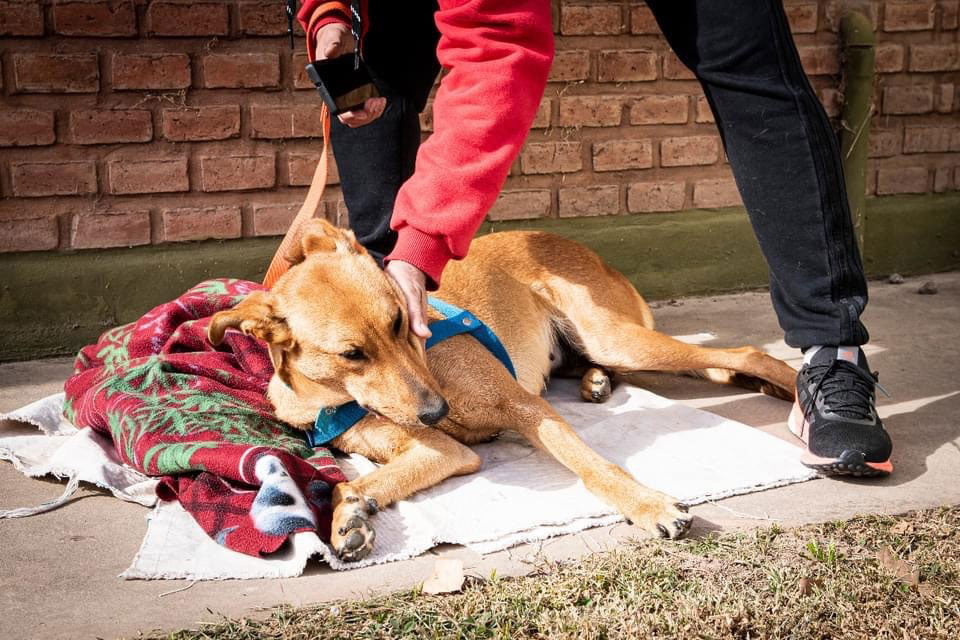 El problema de la Tenencia Responsable de Animales en Monte Cristo