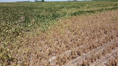 Todo productor afectado por sequía va a recibir los beneficios de la emergencia