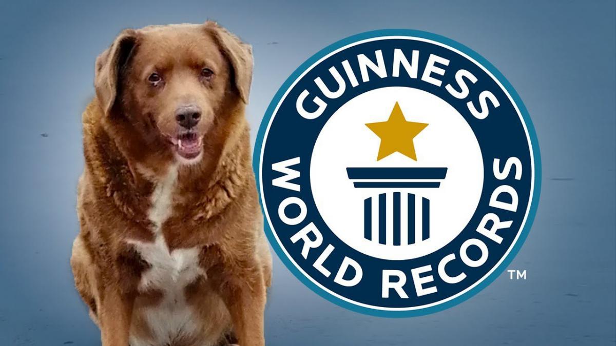 Bobi, el perro que cumple 31 años y lo festejará con una “fiesta de huesos” Bobi, el perro que cumple 31 años y lo festejará con una “fiesta de huesos”