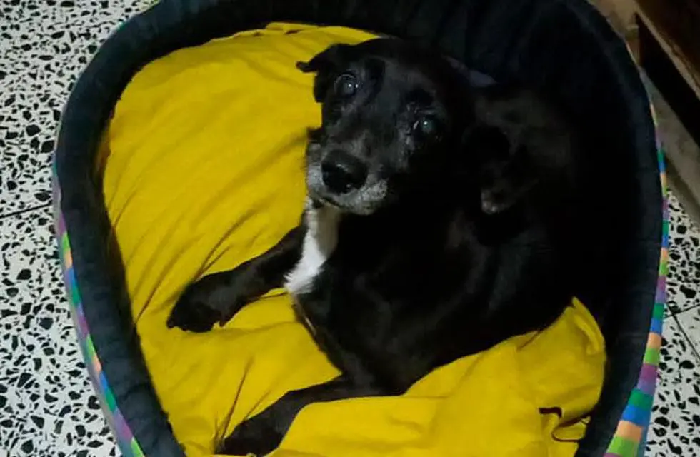 La historia de “Lola”, la perra que se perdió en Córdoba y apareció en Jujuy La historia de “Lola”, la perra que se perdió en Córdoba y apareció en Jujuy