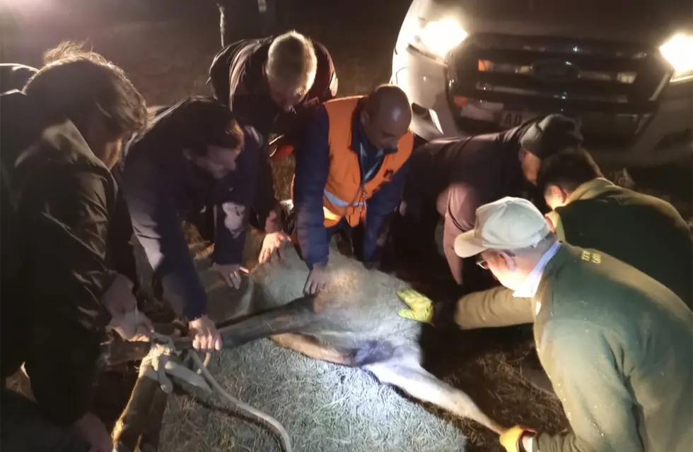 Capturaron al ciervo que se paseaba por el Aeropuerto de Córdoba: qué pasará con el animal